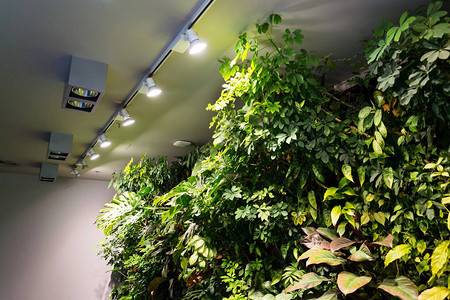 长着鲜花和植物的活绿墙在人造照明下图片