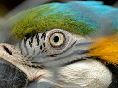 野生物和雨林外来热带鸟类作为受欢迎的宠物品种图片