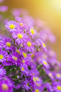背景的紫菀花图片