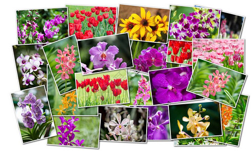 自然概念中各种花卉的拼贴背景图片