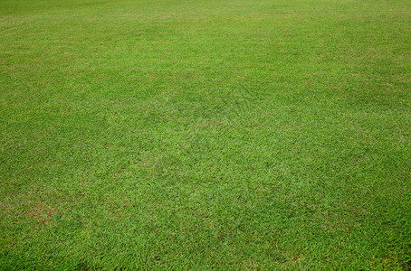 暹罗绿草背景图片
