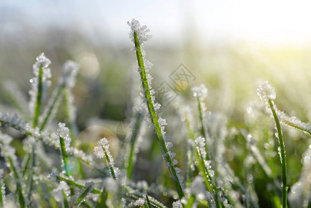 绿草上的冰晶特写自然背景图片