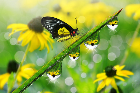 新鲜的绿草与露珠和蝴蝶特写自然背景图片