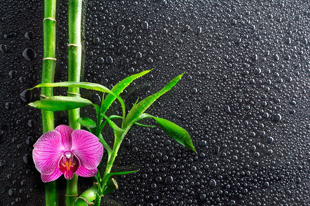 黑色的水滴兰花和竹子图片