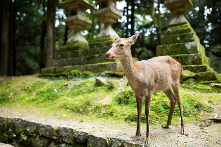 奈良公园的母鹿图片