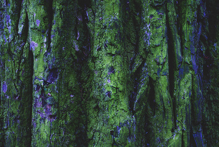 绿苔树棕色树皮的浮雕纹理图片