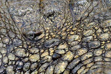 Crocodile皮肤纹图片