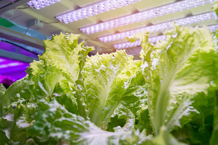 使用LED轻式室内农场有机水栽植物种植图片