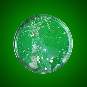在培养皿中生长的细菌图片
