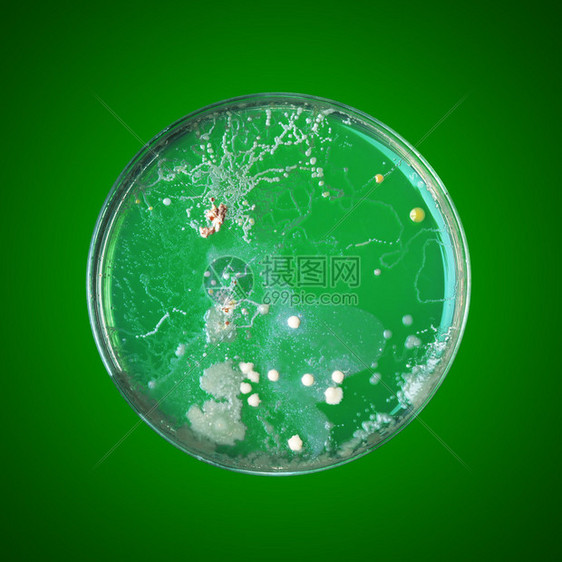 在培养皿中生长的细菌图片