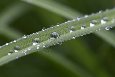 雨后绿叶上的水滴图片