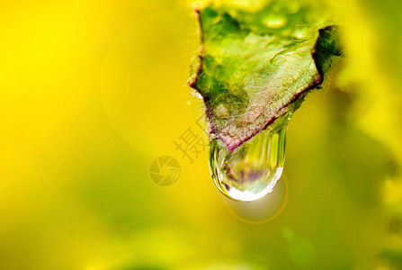 叶子上的水滴在图片