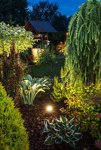 后院花园照明夜间与各种植物一起的彩色花园垂直封闭照片背景图片