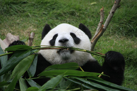 巨型熊AiluropodaMelanoleuca吃竹子图片