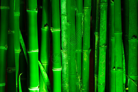 用绿光照亮的竹垂直线图片