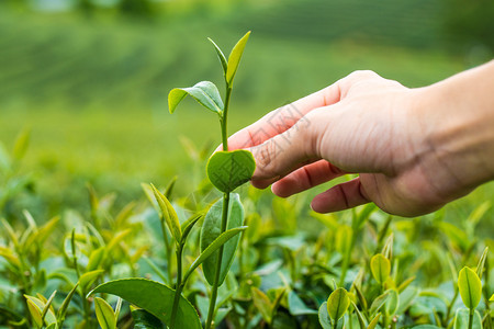 在一个茶叶种植园用手指挑图片