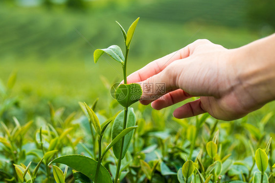 在一个茶叶种植园用手指挑图片