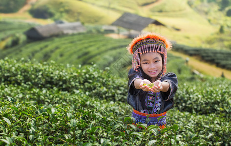 泰国清迈安康的儿童和绿茶场背景图片