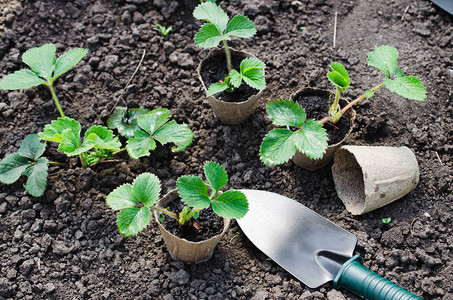 移植草莓植物用园艺工具在土壤上的幼苗概念园艺和农业图片