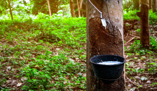 橡胶树种植园泰国橡胶树园的橡胶攻丝从对位橡胶植物中提取的天然乳胶乳胶收集在塑料杯中乳胶原料巴图片