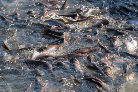 许多淡水鱼如鲶鱼蛇头鱼蛇鱼和其他饥饿的淡水鱼群在喂食时争先恐后地背景图片