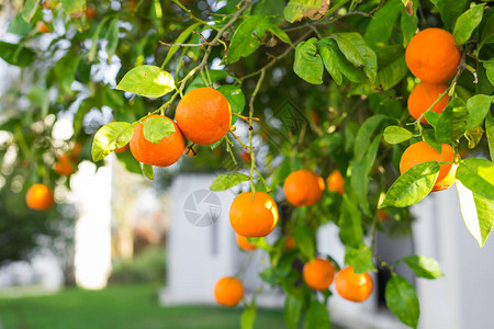 橘子树上结满了橘子图片