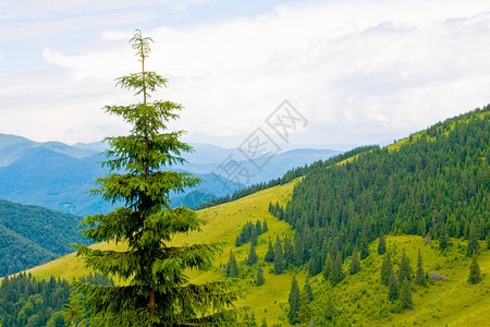 与树的山风景图片