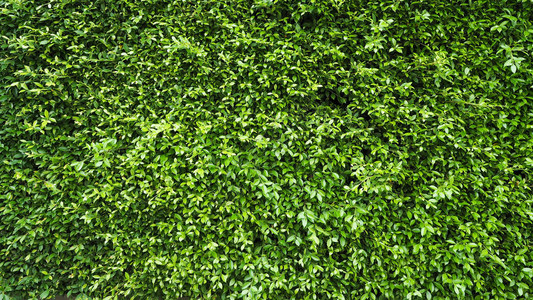 绿叶植物墙图片