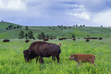 南达科他州草原上的野生美洲水牛家族图片