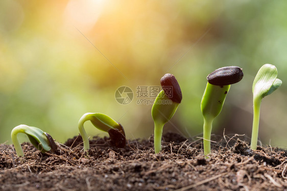 在土壤中播种根以图片