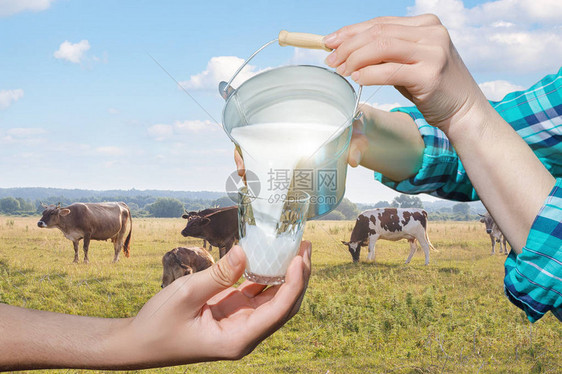 挤奶女工将牛奶倒在放牧奶牛的背景上图片