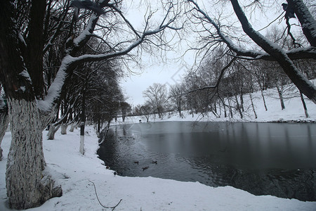冬季公园鸭塘图片