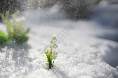 第一朵春花森林里下雪森林里阳图片