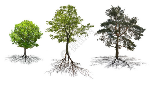 树根图片_树根素材_树根高清图片_摄图网图片下载