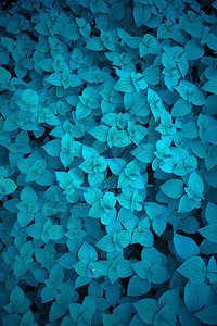 蓝色抽象花卉图案图片