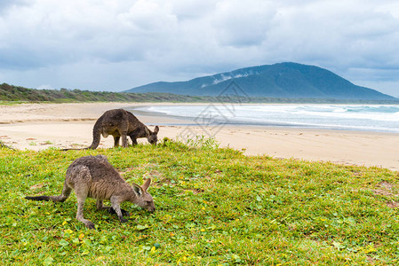 在澳大利亚新南威尔士钻石头海滩放图片