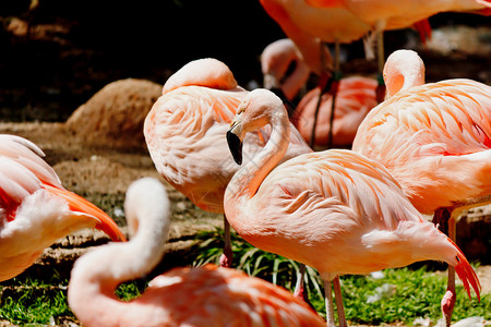动物园绿草上的粉红色火烈鸟群背景图片