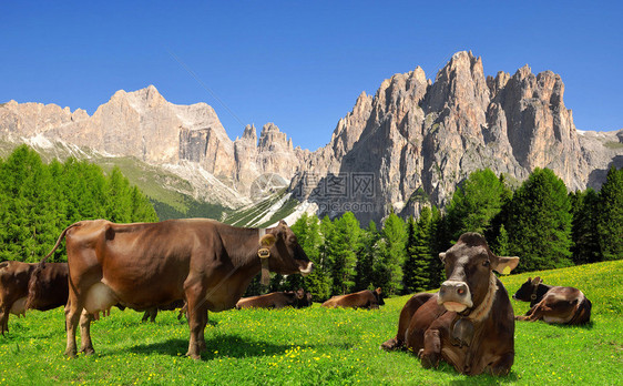 草地上的牛在意大利阿尔卑斯山玫瑰园的背景中图片