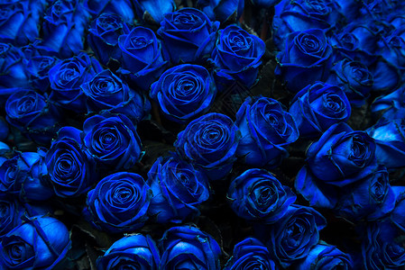一大堆蓝色玫瑰可以用作纹理背景action图片