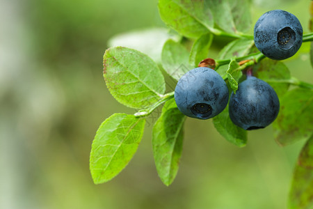 绿色灌木上新鲜的蓝莓天图片