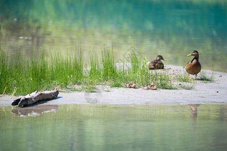 在河中与有草水和木柴的婴儿一背景图片