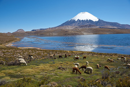 Volcano基地Chungara湖岸边放牧图片