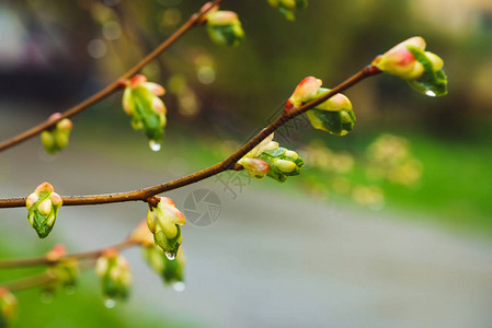美丽的椴树枝与花蕾特写在雨春的时候如诗画的树枝在雨天椴树叶芽的彩图片