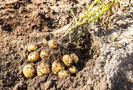 土豆种植场新收成的新鲜挖出的有机马铃薯图片