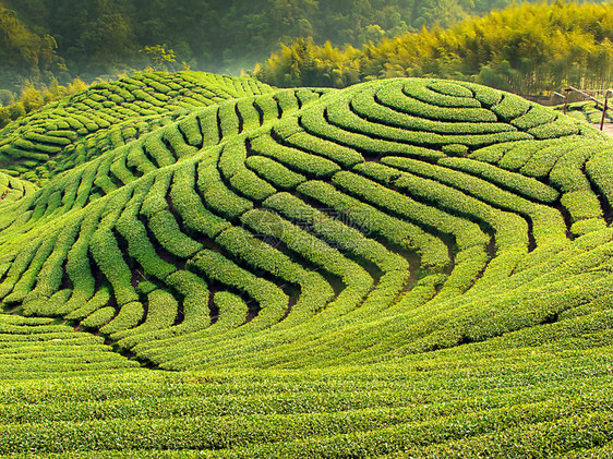 中部的巴瓜茶园图片