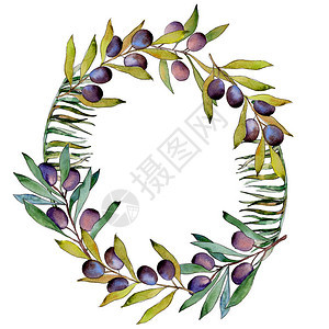 水彩风格的橄榄树花环图片