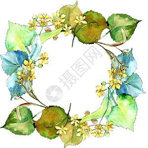 水彩椴树绿叶植物园花卉叶子框架边框装饰广场背景纹理包装图案框架或边图片