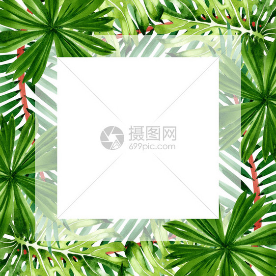 异国情调的热带夏威夷夏天棕榈滩树叶丛林植物水彩背景插图集水彩画时尚水彩画孤立框架图片