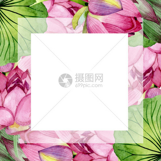 粉红色的莲花卉植物花孤立的野生春叶野花水彩背景插图集水彩画时尚水彩画孤立框架图片