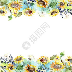 与向日葵花卉植物花的束孤立的野生春叶野花水彩背景插图集水彩画时尚水彩画框架图片